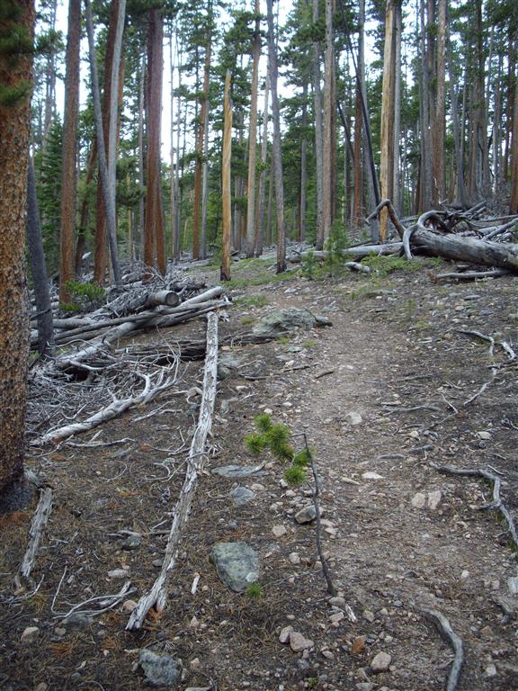 Lots of dead wood up here.