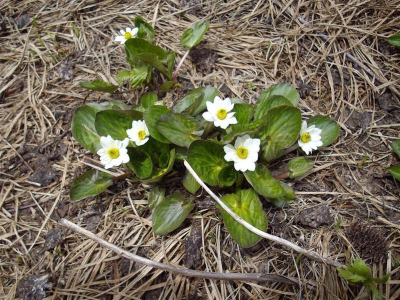 Springtime finally arrives up high.