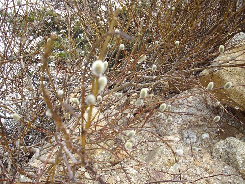 Willows starting to bud out at the lake.