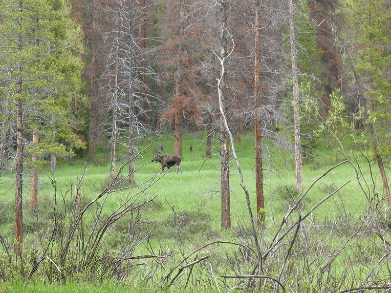 A moose on our way to GL