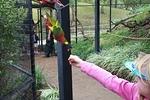 Elizabeth feeding the lorykeets