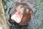 A hippo bellowing at us.  We got too close to his girlfriend or something.