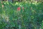 Eliz's flowers-indian paintbrush