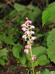 New flower we hadn't seen before, time to check the guides