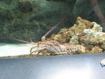 Spiny Lobster