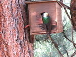 Here comes mama bird with breakfast