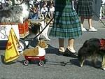 A sheltie pulling its friend