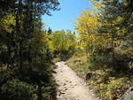 golden aspens