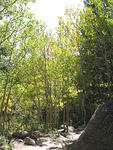 Aspens at Glacier Gorge barely turning