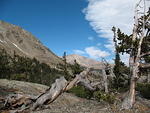 Twisted trees as I hiked back