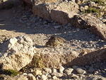 A ptarmigan mama on the trail.