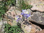 The columbines were fantastic