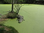 There are no birds to eat the duck weed so it is covering the water