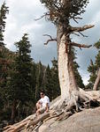 Twisted tree at Emerald Lake