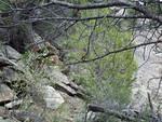 Very colorful bird I saw right before I got back the the Lumpy Ridge trailhead.