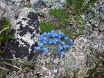 Some gorgeous Alpine Forget-Me-Nots in the Boulderfield