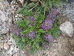 We saw lots of interesting flowers on the way up the steep side of the mountain.