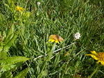 Butterfly in the meadow north of Lawn Lake.