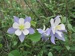 blue columbine