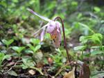 Calypso Orchid