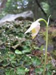 another Calypso orchid just white/yellow